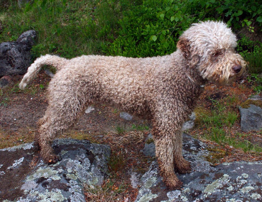 Lagotto Romagnolo Dog Breed Image 15