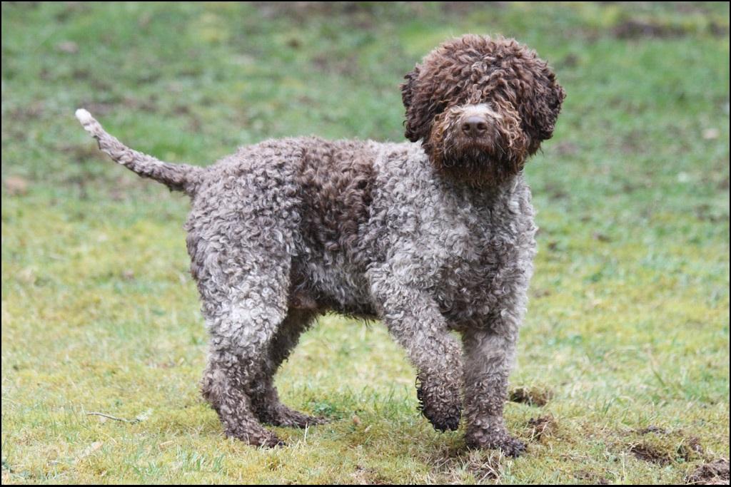 Lagotto Romagnolo Dog Breed Image 2