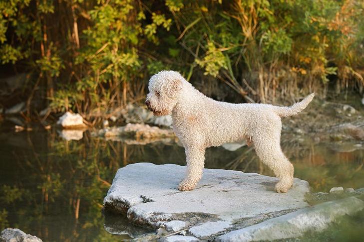 Lagotto Romagnolo Dog Breed Image 7