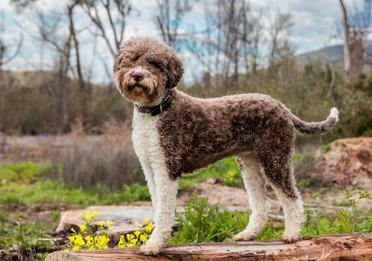 Lagotto Romagnolo Dog Breed Image 9