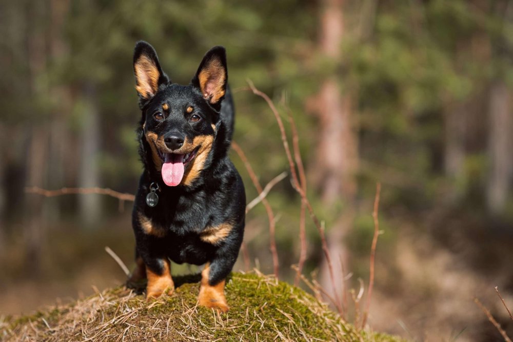 Lancashire Heeler Dog Breed Image 11