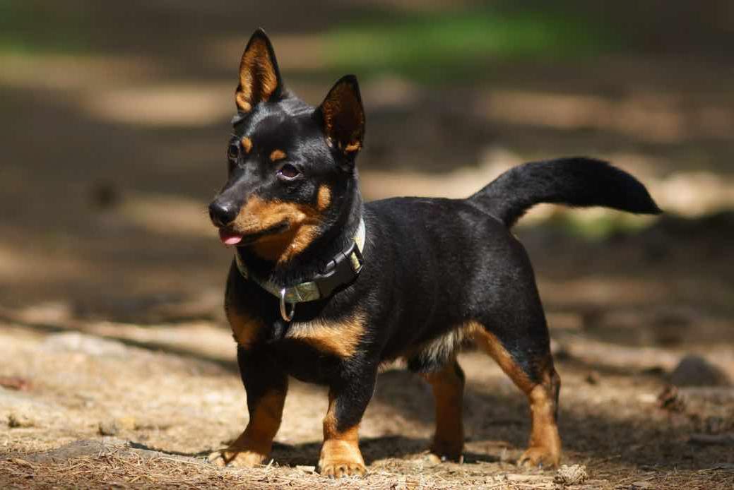 Lancashire Heeler Dog Breed Image 12