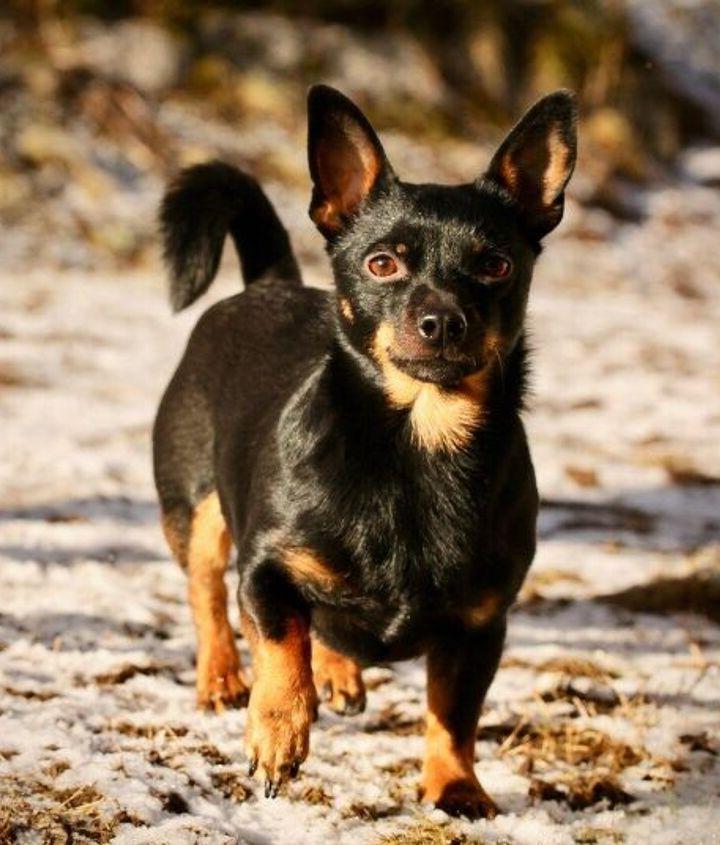 Lancashire Heeler Dog Breed Image 16