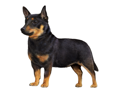 Lancashire Heeler Dog Breed Image 18