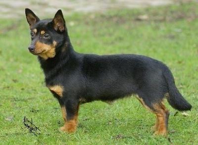 Lancashire Heeler Dog Breed Image 19