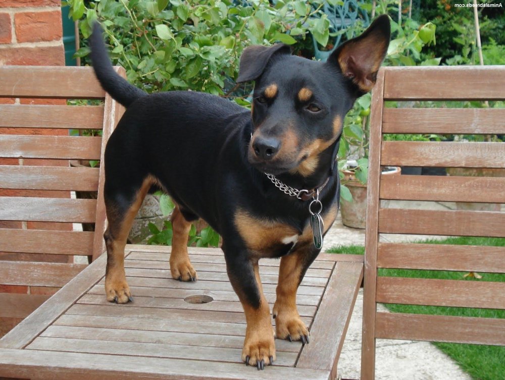 Lancashire Heeler Dog Breed Image 5