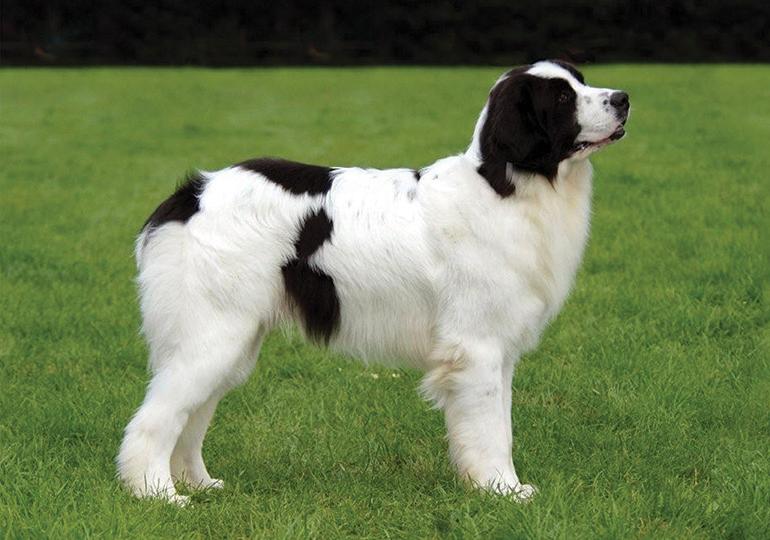 Landseer E.C.T. Europees Continentaal Type Dog Breed Image 1