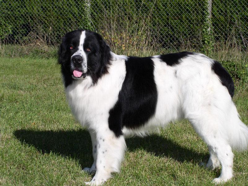 Landseer E.C.T. Europees Continentaal Type Dog Breed Image 10