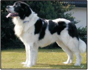 Landseer E.C.T. Europees Continentaal Type Dog Breed Image 12