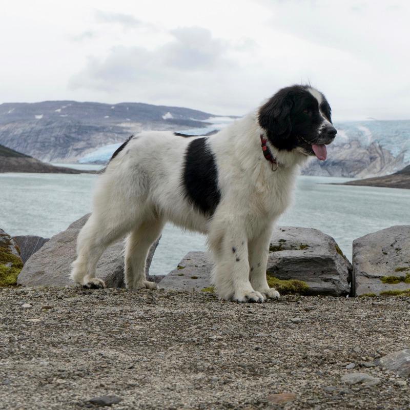 Landseer E.C.T. Europees Continentaal Type Dog Breed Image 13