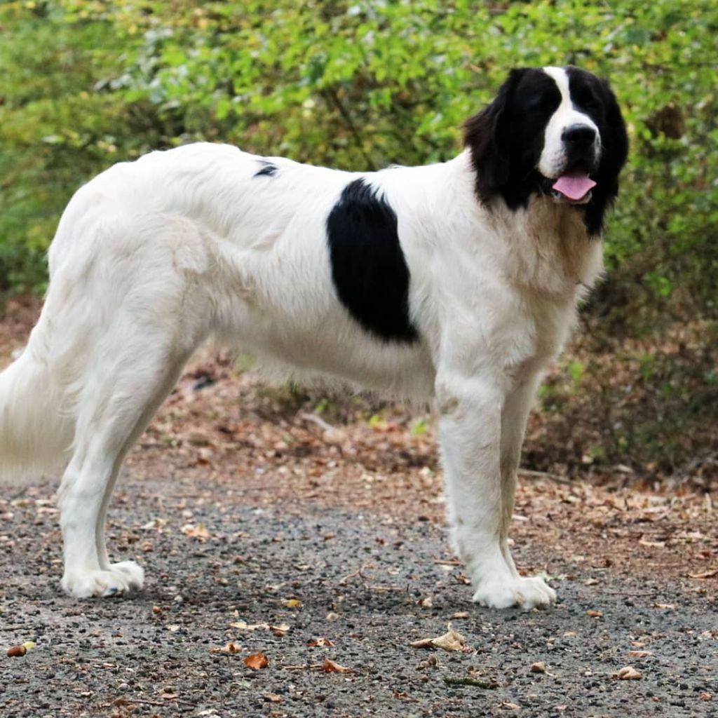 Landseer E.C.T. Europees Continentaal Type Dog Breed Image 14