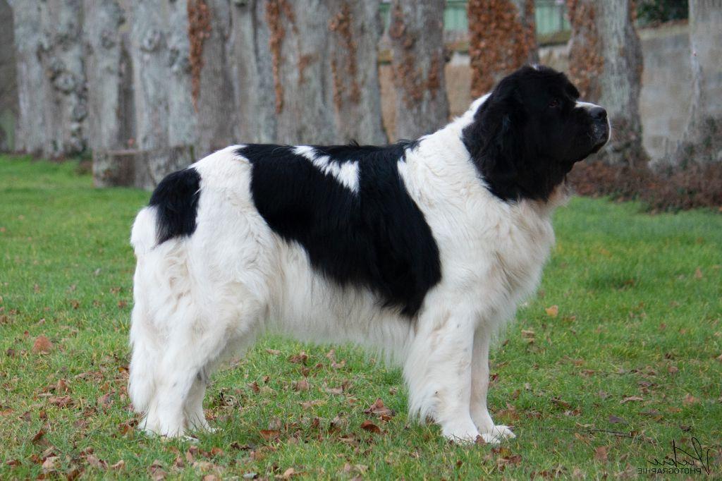 Landseer E.C.T. Europees Continentaal Type Dog Breed Image 15