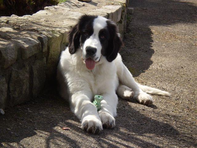 Landseer E.C.T. Europees Continentaal Type Dog Breed Image 20