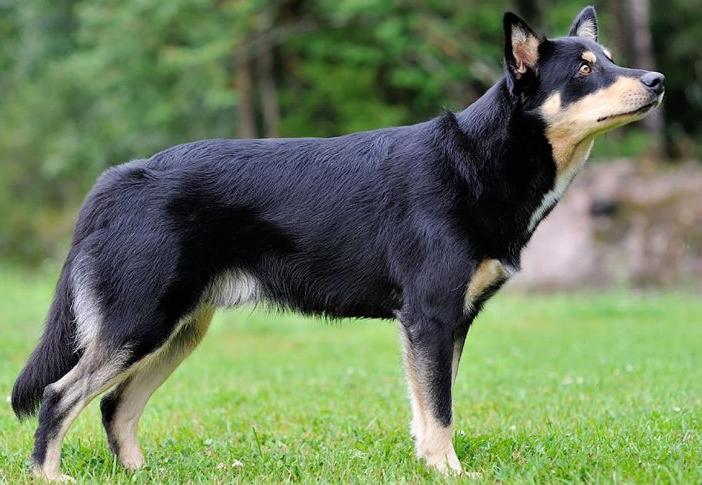 Lapponian Herder Dog Breed Image 10