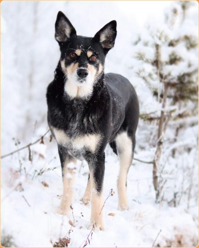 Lapponian Herder Dog Breed Image 14