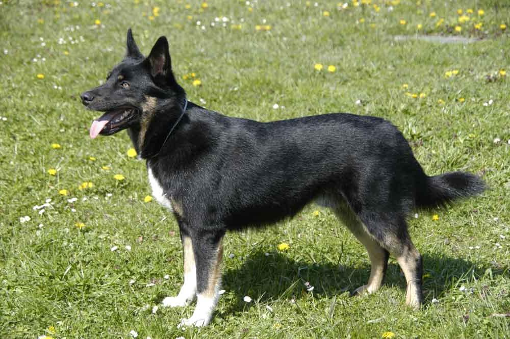 Lapponian Herder Dog Breed Image 15