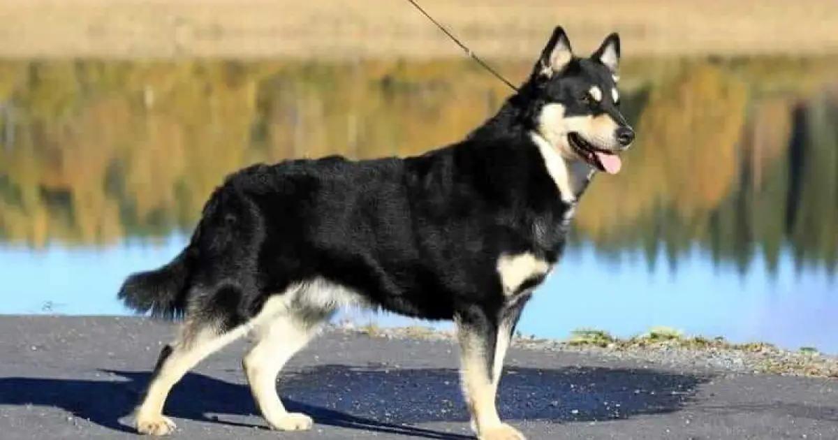 Lapponian Herder Dog Breed Image 2