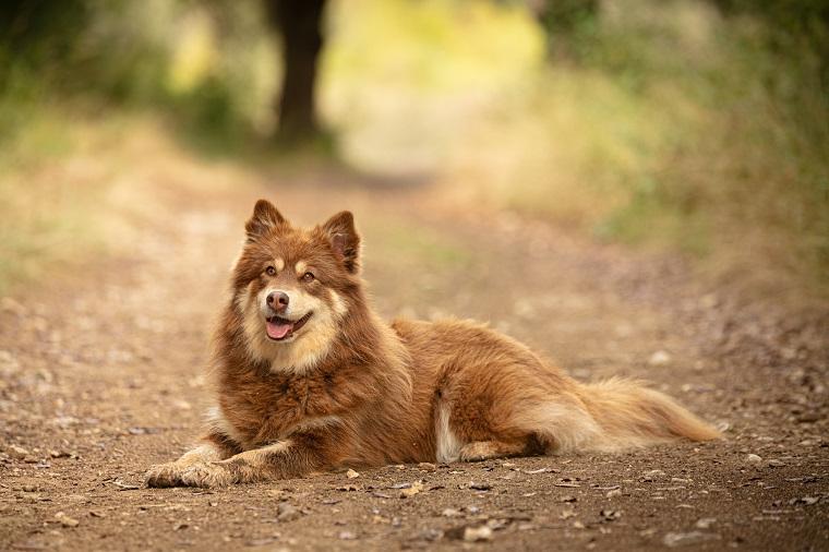 Lapponian Herder Dog Breed Image 4