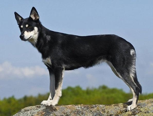 Lapponian Herder Dog Breed Image 9