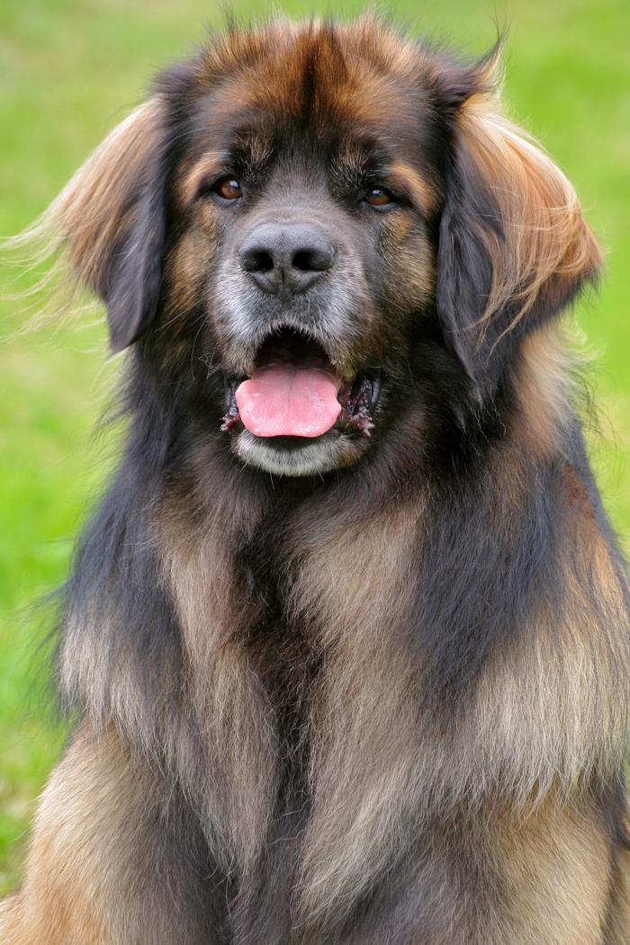 Leonberger Dog Breed Image 1