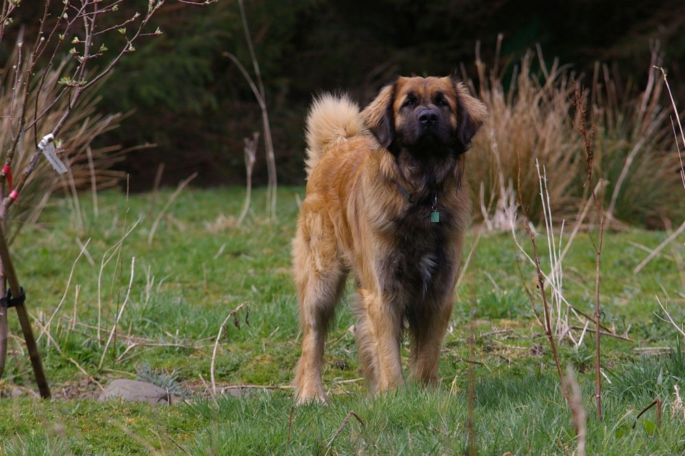 Leonberger Dog Breed Image 10