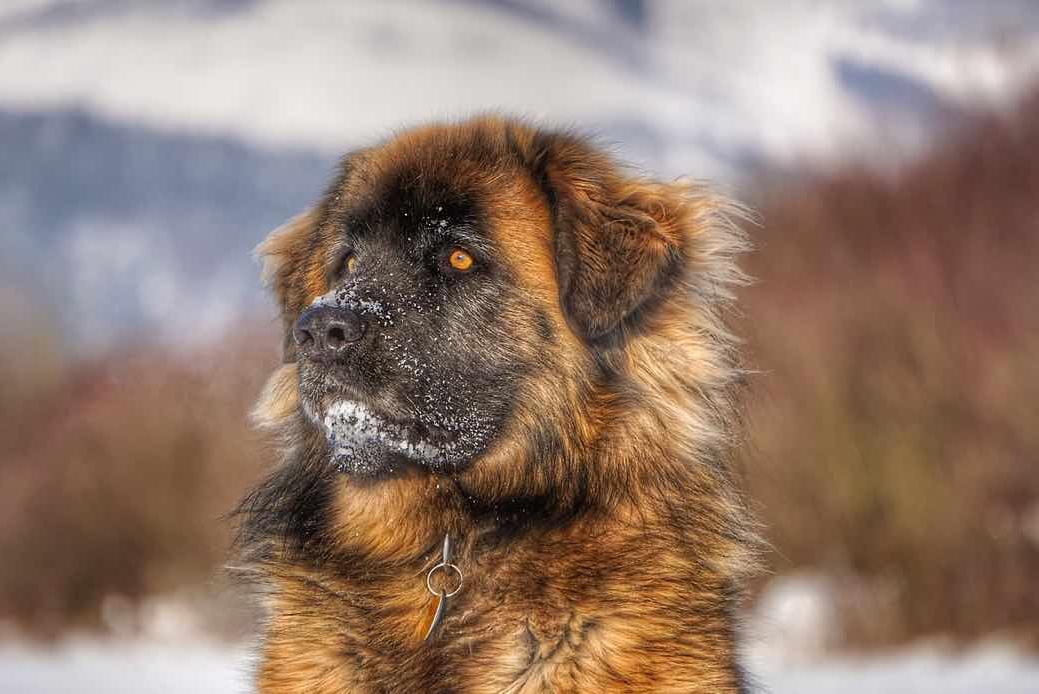 Leonberger Dog Breed Image 15