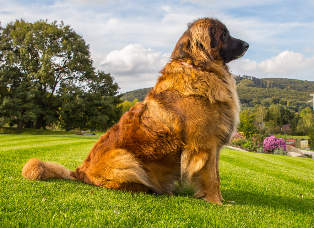 Leonberger Dog Breed Image 17