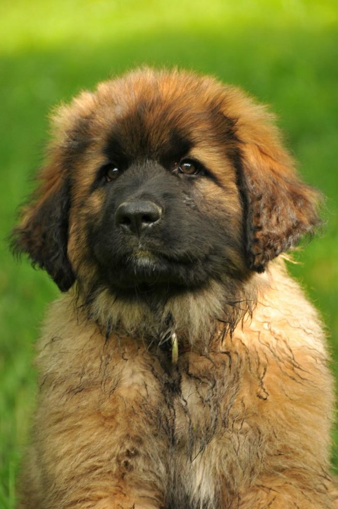 Leonberger Dog Breed Image 19