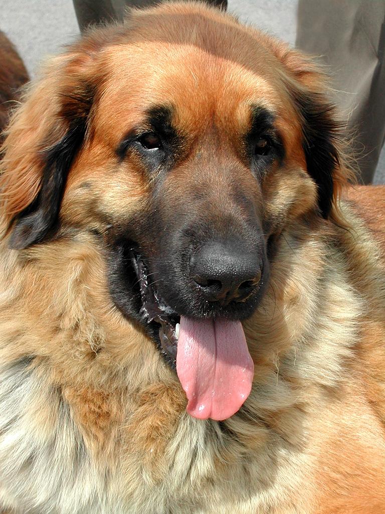 Leonberger Dog Breed Image 5