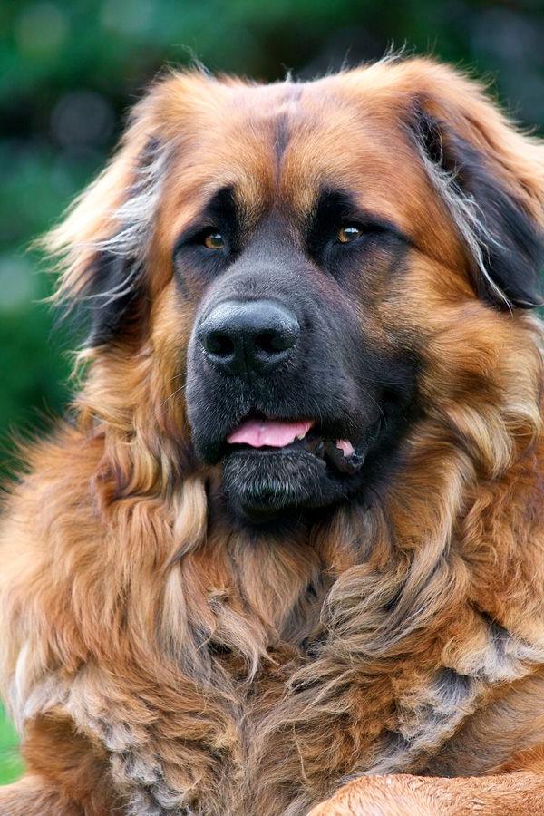 Leonberger Dog Breed Image 8