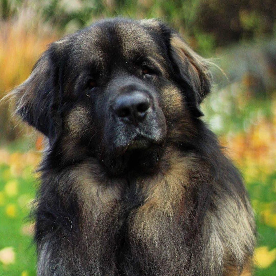 Leonberger Dog Breed Image 9