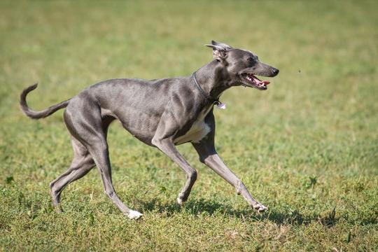 Levriero Sardo Dog Breed Image 14