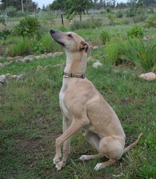 Levriero Sardo Dog Breed Image 3