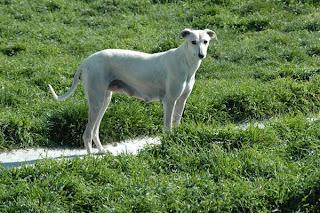 Levriero Sardo Dog Breed Image 8