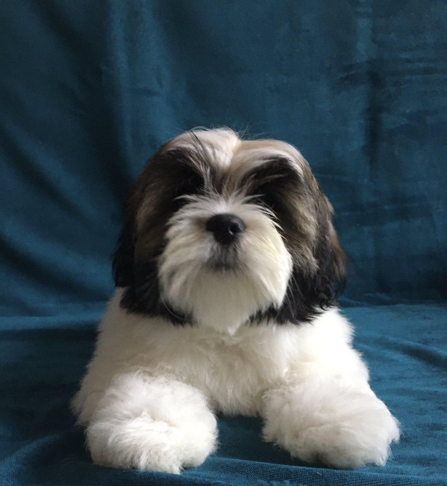 Lhasa Apso Dog Breed Image 11