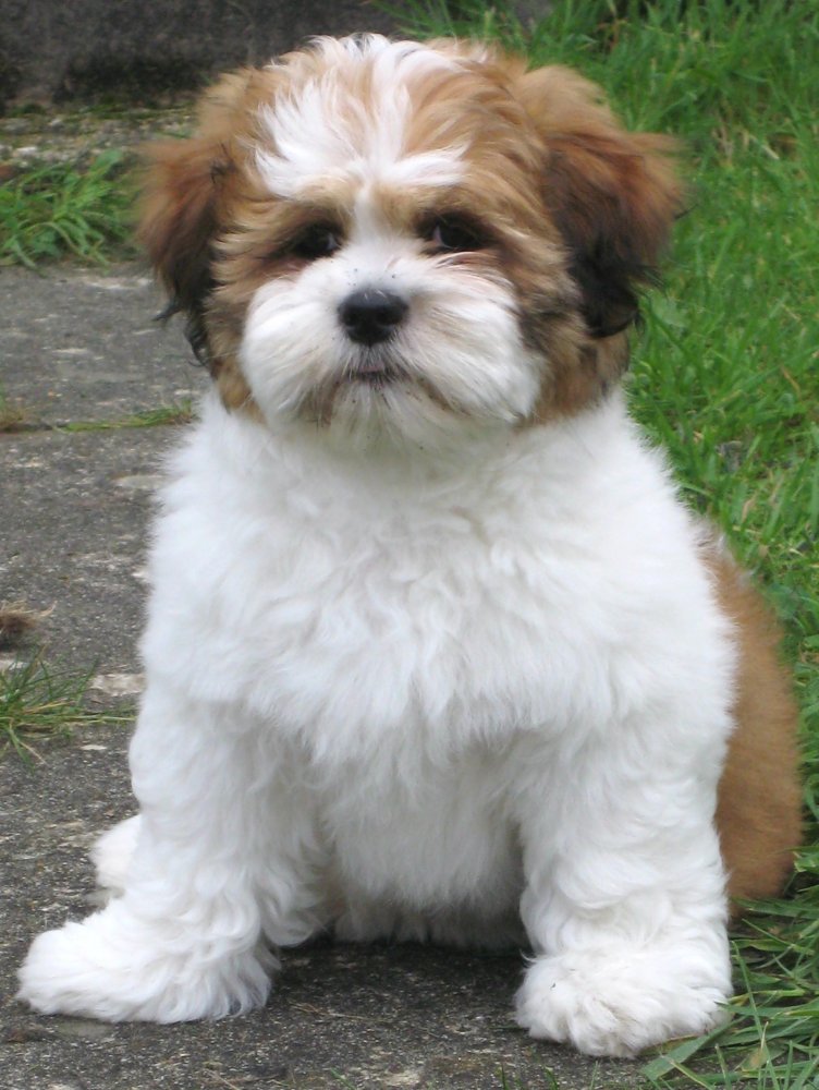 Lhasa Apso Dog Breed Image 14