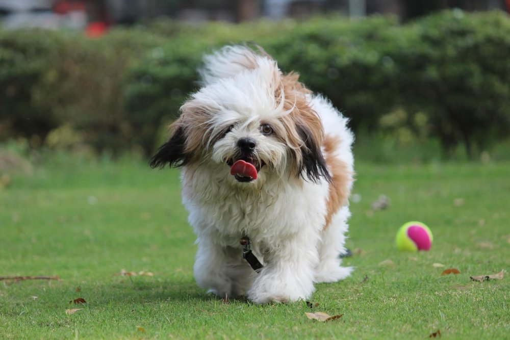 Lhasa Apso Dog Breed Image 2