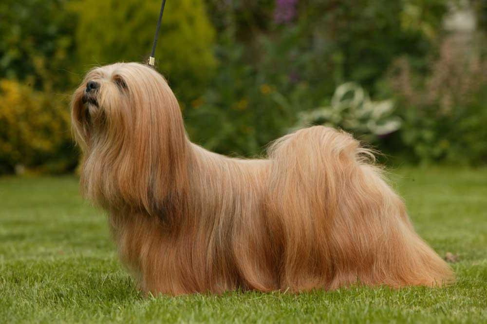 Lhasa Apso Dog Breed Image 6