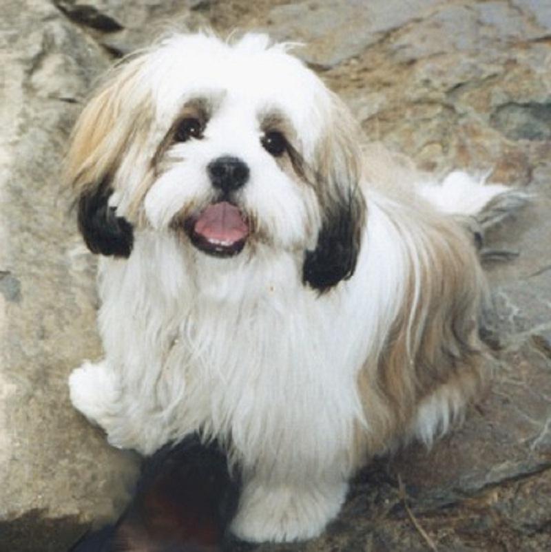 Lhasa Apso Dog Breed Image 7