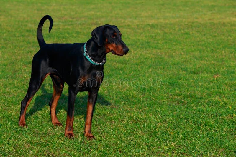 Lithuanian Hound Dog Breed Image 11