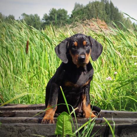 Lithuanian Hound Dog Breed Image 19