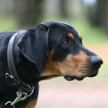 Lithuanian Hound Dog Breed Image 2