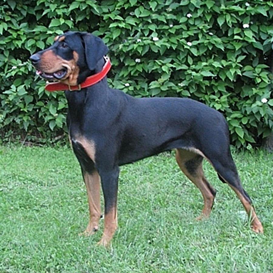 Lithuanian Hound Dog Breed Image 3