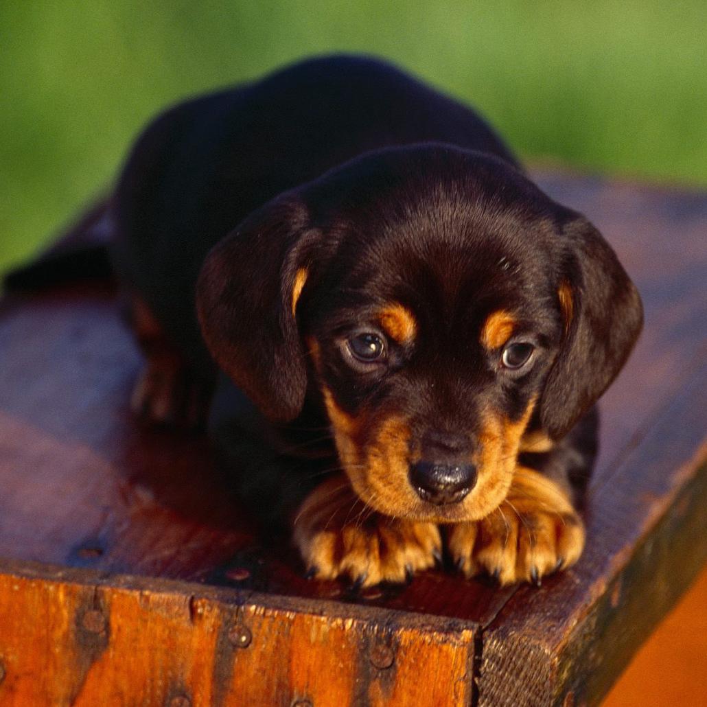 Lithuanian Hound Dog Breed Image 5