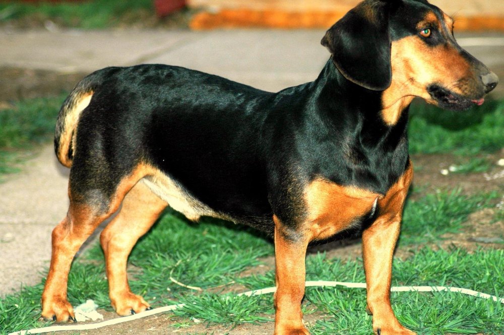 Lithuanian Hound Dog Breed Image 7