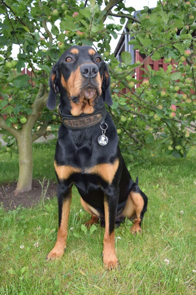 Lithuanian Hound Dog Breed Image 9