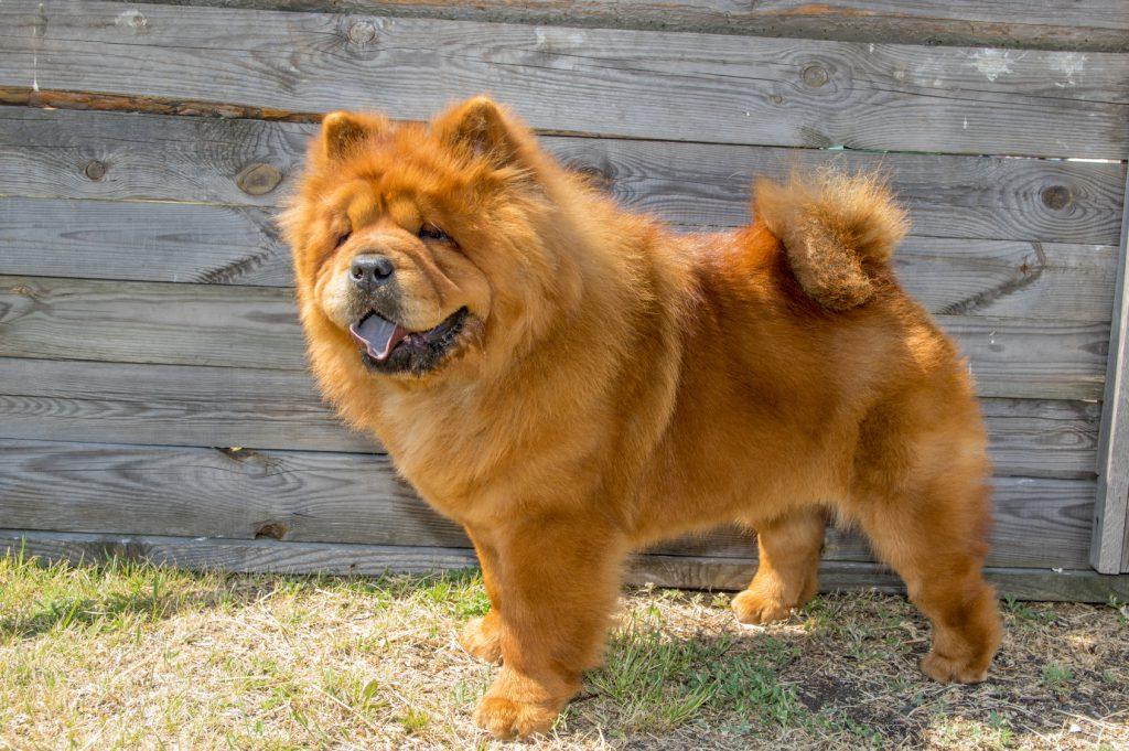 Long Haired Chow Chow Dog Breed Image 1