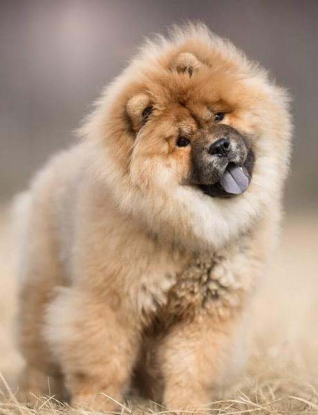 Long Haired Chow Chow Dog Breed Image 17