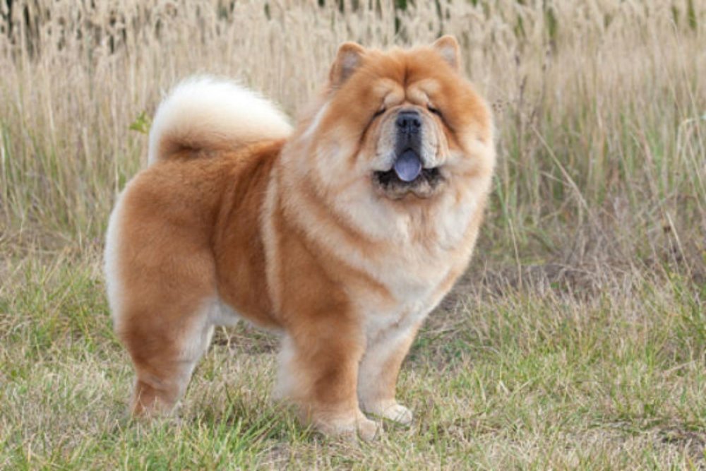 Long Haired Chow Chow Dog Breed Image 18