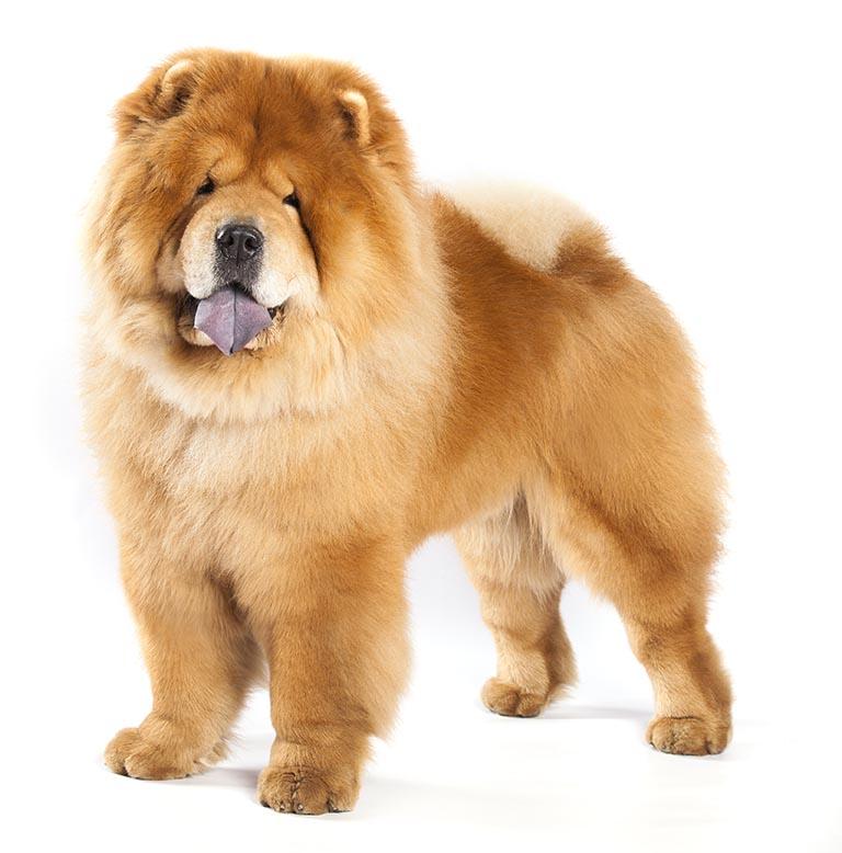 Long Haired Chow Chow Dog Breed Image 20